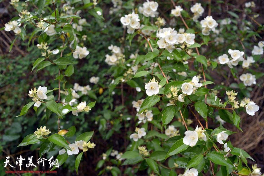 天津著名山水画家到阜平三道岭采风写生。太行山下无名野花。